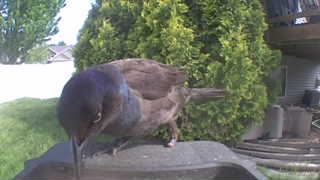 common grackle