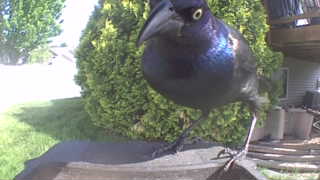 common grackle