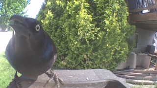 common grackle