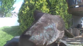 common grackle