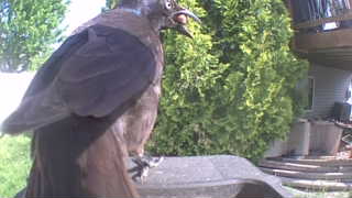 common grackle