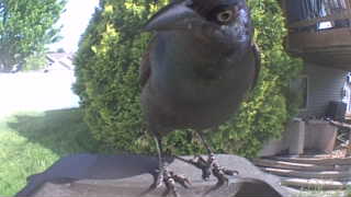 common grackle