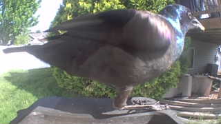 common grackle