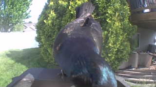 common grackle