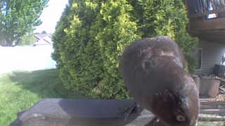 rock pigeon
