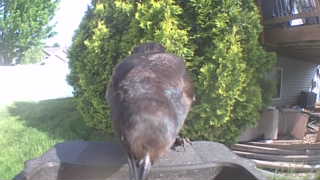 american robin