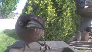 american crow