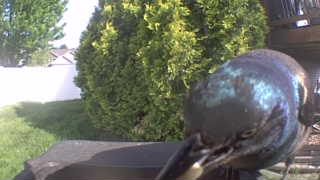 european starling
