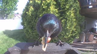 european starling