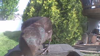rock pigeon