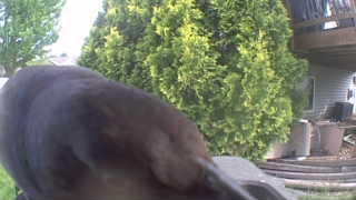 Unidentified clip