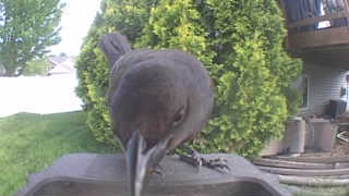common grackle