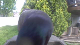 common grackle