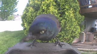common grackle