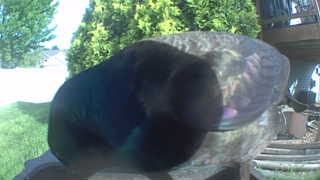 common grackle