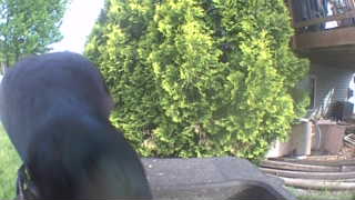 rock dove
