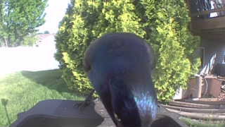 common grackle