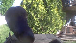Unidentified clip
