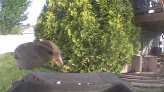 house sparrow