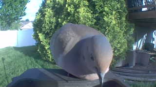mourning dove