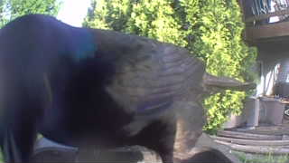common grackle