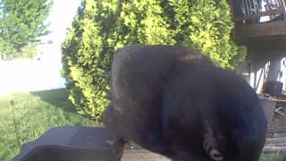 american crow