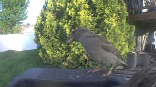 house sparrow