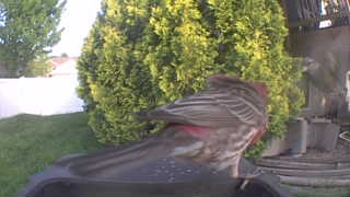 house finch