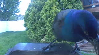 common grackle