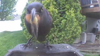 green heron