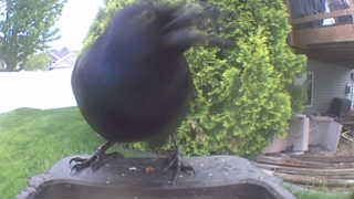 common grackle