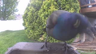 common grackle