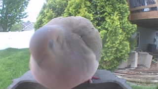 mourning dove