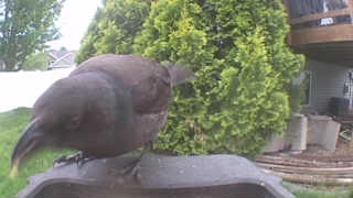 rock pigeon