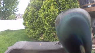 mallard