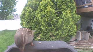 house sparrow