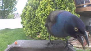 common grackle