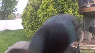 common grackle