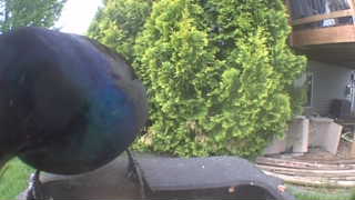 common grackle