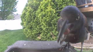 rusty blackbird