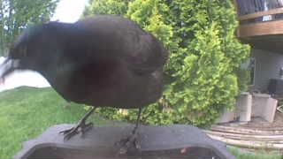 common grackle