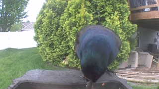 common grackle