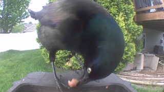 common grackle