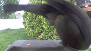 mourning dove