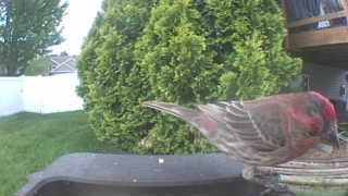 house finch