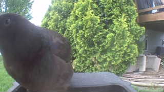 brown-headed cowbird