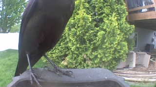 american crow