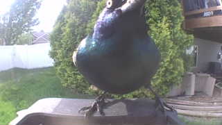 common grackle