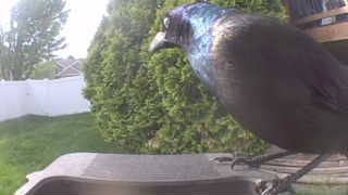 common grackle