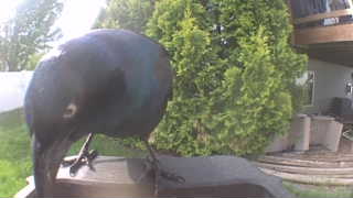 common grackle
